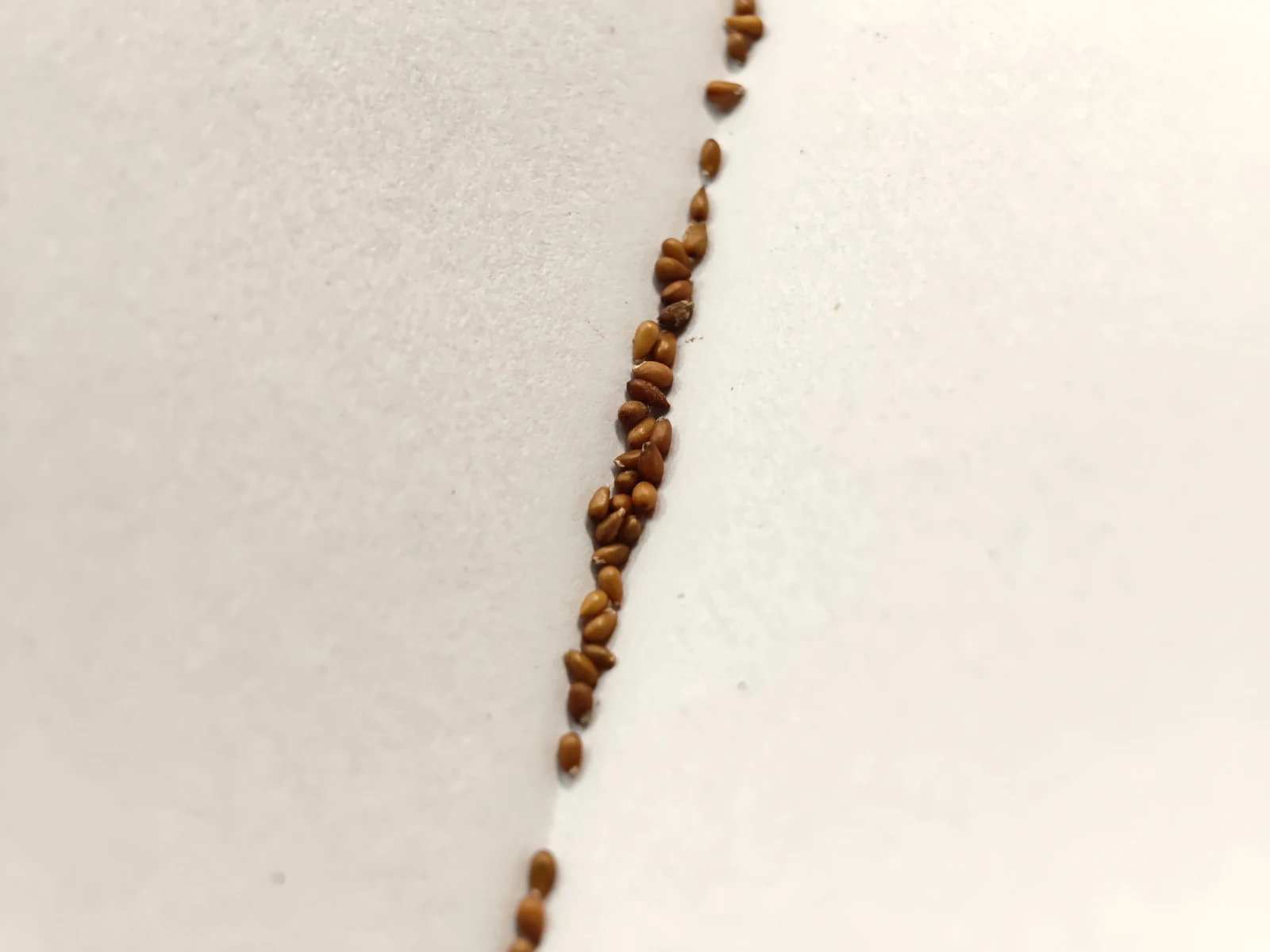 香菫花的黃褐色種子沿著淺色紙張摺線排列，表面較光滑