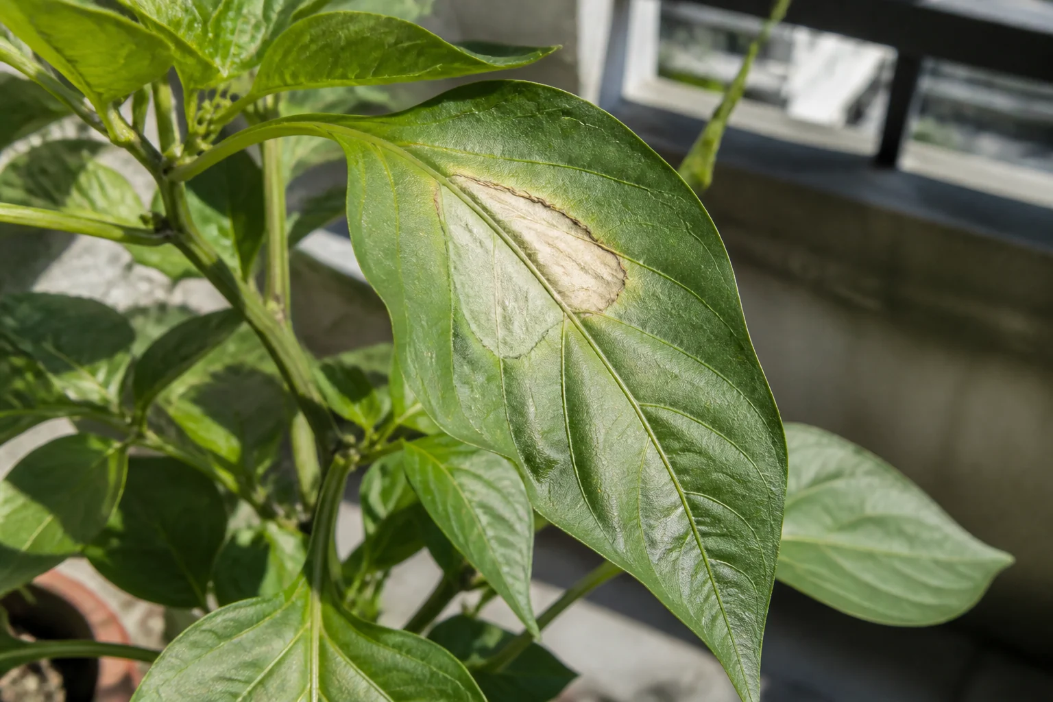 甜椒植株向陽葉片近照示意，葉面有一塊不規則黃白至淡褐色乾斑，周圍葉片仍為綠色