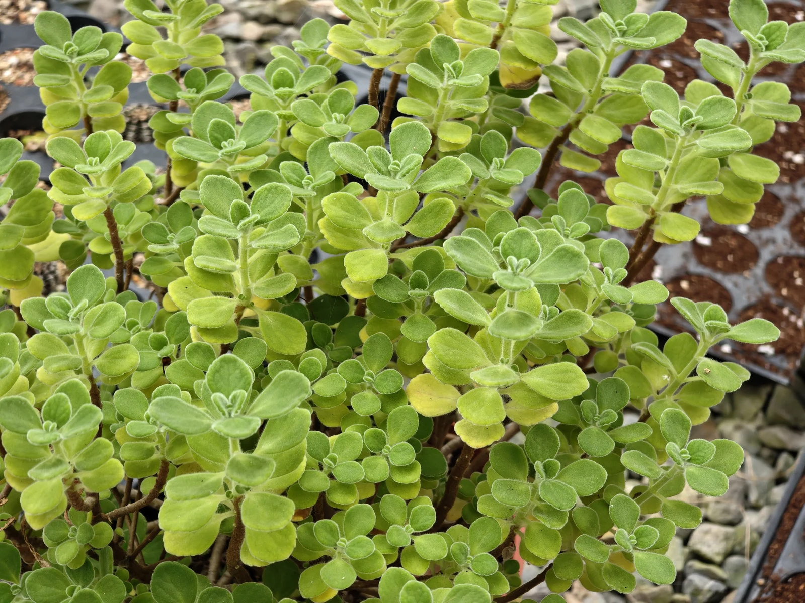 阿竹實拍的小葉左手香植株，圓潤綠葉表面有細毛，枝條間可見頂端小葉