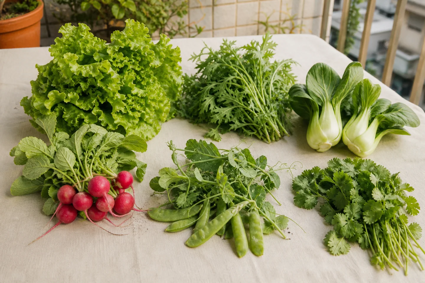 冬日陽台桌上分別擺放萵苣、茼蒿、小白菜、櫻桃蘿蔔、豌豆與香菜